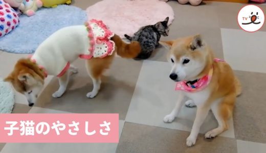 2匹のおばあちゃん犬と、やさしい子猫❣️ 温かい思いやりに包まれて🤲🌸【PECO TV】