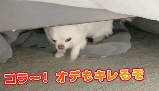 コタツにキレるコタツ犬！理由がｗチワワのコハク