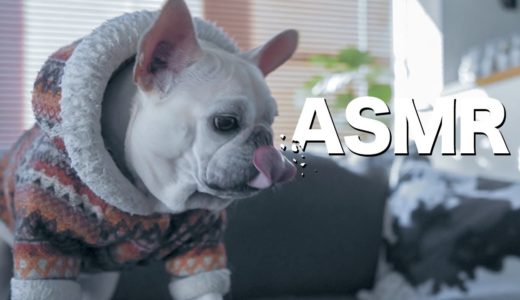 ASMR 犬の咀嚼音 バースデーケーキ・エサ・ボーンをフレンチブルドッグのこたつが食べ尽くす！