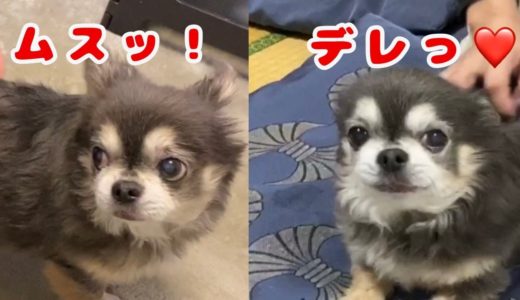 【本性出す】人によって態度を変えるチワワ【犬】