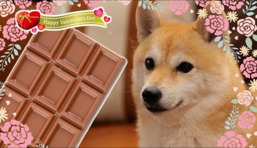 バレンタインなので犬用チョコレートを作ってみた