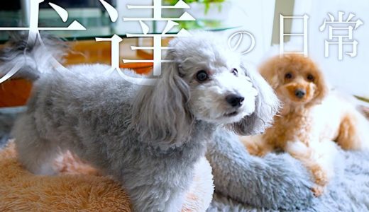 🐶犬達と過ごす人様のお家での休日オムニバス【トイプードルのグリィ】【犬】【dog】【toy poodle】