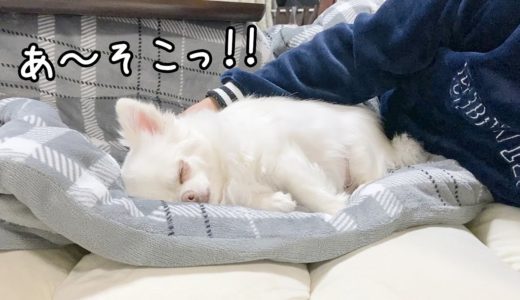 マッサージされる犬！気持ち良い所だと踏んばるチワワのコハク｜Dog Massage