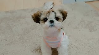 洋服 / clothes✨生後4ヶ月✨【シーズー 犬 / 子犬 / shih tzu dog / puppy】