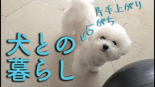 犬との暮らし｜家族と戯れるビションフリーゼわたまる