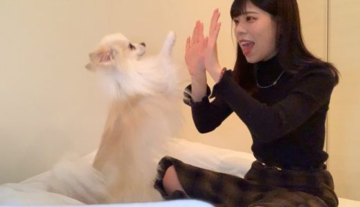 ちゃきが犬を飼うとこうなる・・・