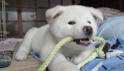 【秋田犬ゆうき】手足は太く鼻はマーブルで耳が垂れてた仔犬の頃【akita dog puppy】