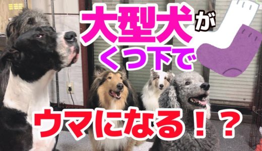 【検証】大型犬５頭に靴下を履かせたらどうなる⁉︎