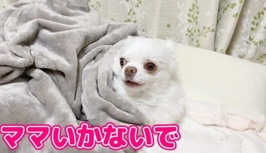 仕事に行くママを言葉で引き留める犬！今年も行かないで　チワワのコハク