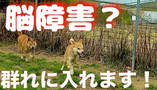 【脳障害？】保護犬 鉄くん大きな群れに入れてみたら・・・good boy！