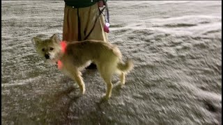 お姉ちゃん見習い犬、新人パピーにいい所を見せたかったけど、苦手なものは苦手（他１本）