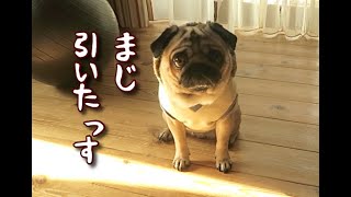 パパのイジりに真顔でドン引きするパグ犬ぷぅ PUG