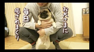 超癒し 毎日たっぷり笑わせてくれる犬との暮らし パグ犬ぷぅ Pug