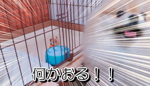 他人に厳しく自分に甘いモチ【ポメラニアン犬】