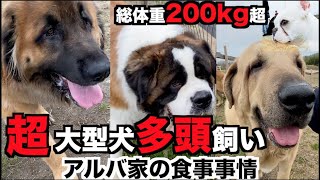 超大型犬・多頭飼いアルバ家の食事事情