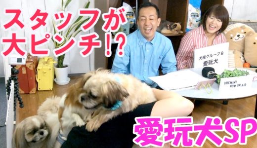 【犬種グループ解説】なぜかスタッフが大ピンチ！？愛玩犬とはどんなワンコ達？