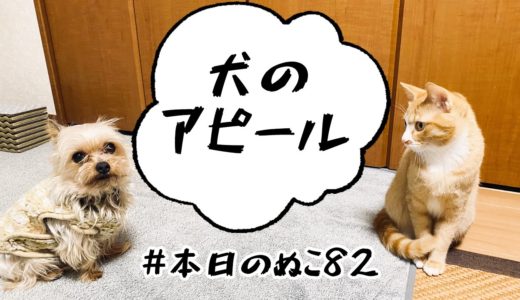 本日のぬこ81【犬が猫に恋した⁉】