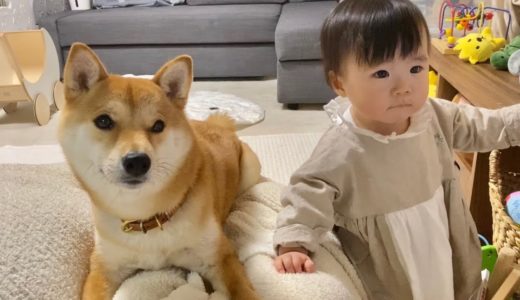 【子守犬】気づくと娘の側には柴犬兄さんがいる