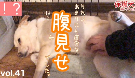 【保護犬預かり】かもめ、お腹を見せる。