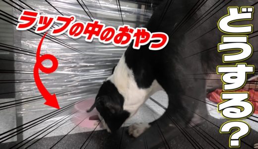 【モニタリング】犬達は透明ラップの中のおやつGETできる⁉︎