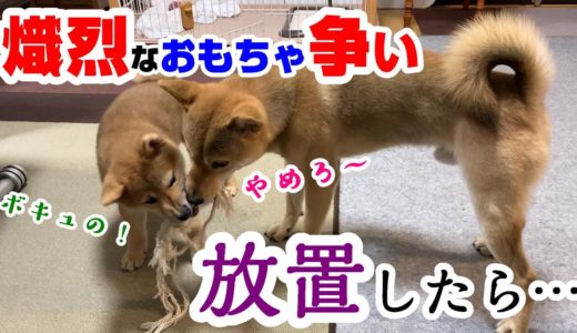 激しいおもちゃ争いを止めない子犬の柴犬と先住犬。放置したらどのくらい続くのか？