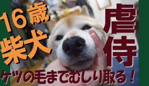 老柴犬を夫婦で虐侍＝！【甲斐犬・柴犬】