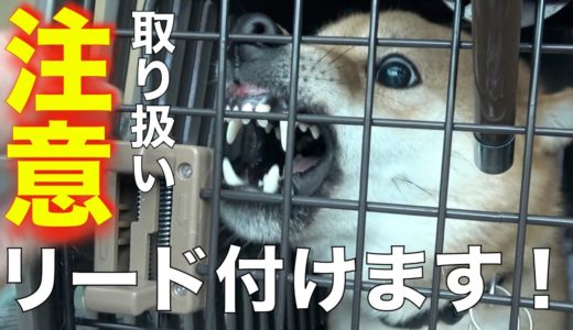 凶暴❗️噛む柴犬をクレートから出してリード付けます