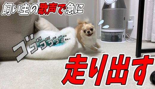 【犬 走る】子犬チワワが飼い主の歌に興奮して走り出す。その理由は誰もわからない