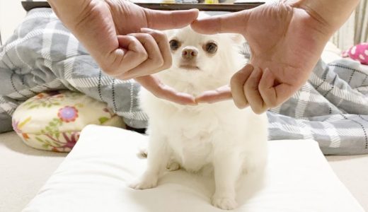 輪っかチャレンジを絶対にさせてくれない犬！チワワのコハク｜The Snoot Challenge