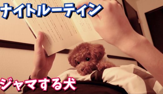 かわいい犬が気になってナイトルーティンが崩壊した【トイプードルのコロン】