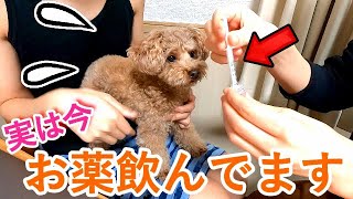 実は今、犬の調子が悪かったので薬を服用しています。【トイプードル】