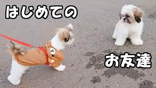 はじめてのお友達 / first friend✨生後4ヶ月✨【シーズー 犬 / 子犬 / shih tzu dog / puppy】