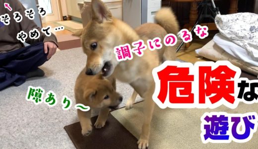 危険すぎる遊びが止まらない子犬の柴犬と先住犬