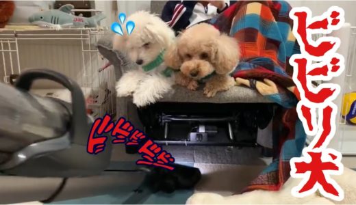 家の物を破壊する犬は実はビビリ犬だったww【トイプードル 】【マルプー】