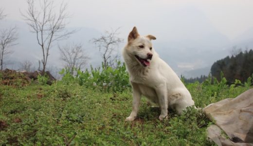 重慶農村封村半個月，帶上田園犬去菜園摘點新鮮蔬菜，晚上煮火鍋吃