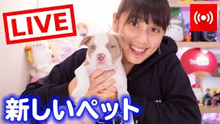 新しいペット登場！犬種は何？【りくチャンネル】