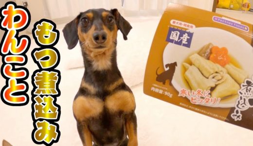 初めてもつ煮込みを食べた犬の反応がコチラ