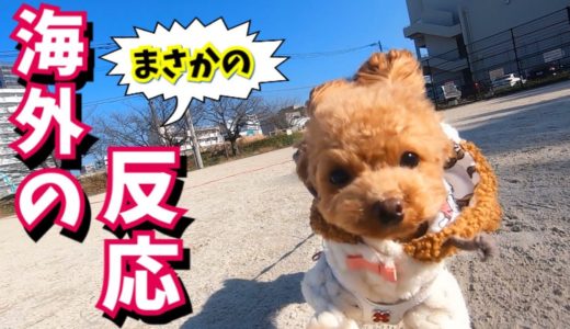 この犬の写真を見た海外のユニークすぎる反応に笑ったw【トイプードルのコロン】