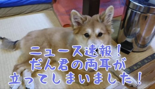 皆さん事件です！保護犬だん君の両耳がとうとう立ってしまいました！