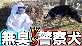 警察犬は無臭の人でも見つけられるの？！