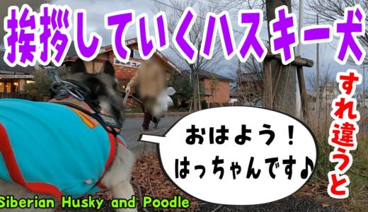 すれ違う人に挨拶していく愛想のいいハスキー犬 Husky and Poodle