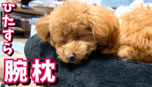 飼い主の腕で寝たがる犬が可愛い【トイプードルのコロン】