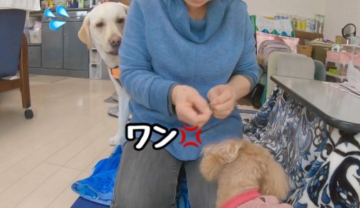 実家に遊びに行ったら小型犬に吠えられビクついた大型犬