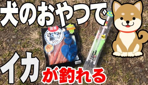 犬のオヤツを使ったら高級イカが釣れる！