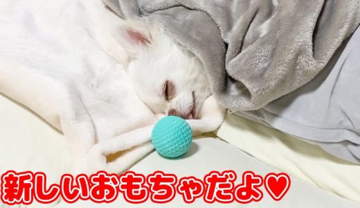 起きてすぐプレゼントを見た犬の反応！チワワのコハクサプライズドッキリ②