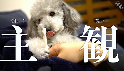 🐶飼い主からみた犬のガムかみかみ&雑談（最近のことについて）【トイプードルのグリィ】【犬】【dog】【toy poodle】