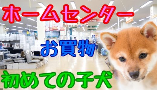 【ホームセンター】はじめての室内犬　最低限必要な物は❓準備編‼️