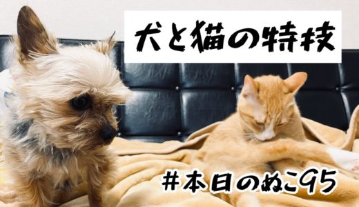 本日のぬこ95【犬と猫の特技】