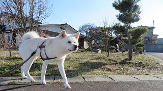 【秋田犬ゆうき】小型犬には反応しないが大型犬はやはり気になる【akita dog】