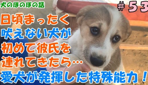 ＃５３【犬のほのぼの話】日頃まったく吠えない犬が初めて彼氏を連れてきたら、、、愛犬が発揮した特殊能力！